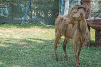 İzmir'de yangından kurtarılan hayvanlar Bursa'da tedaviye alındı