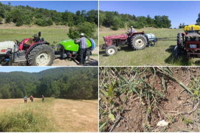 3 ilçede çekirgelerle mücadele başladı