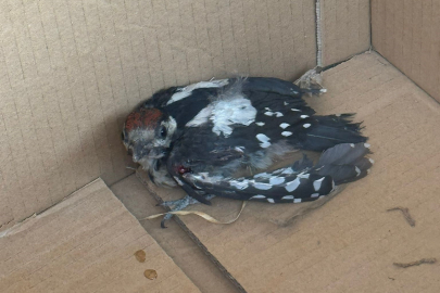 Bursa’da yaralı ağaçkakan tedavi altına alındı