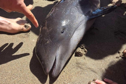 Karacabey'de yunus karaya vurdu