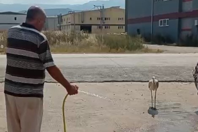 Sıcaktan bunalan leyleği hortumla serinletti