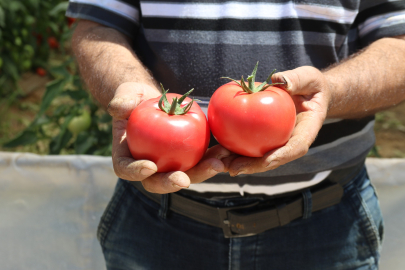 70 derecede Türkiye'nin en lezzetli domatesleri Eskişehir'de yetişiyor