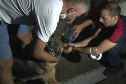 Sadece insanlar değil, hayvanlar da tahliye ediliyor