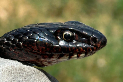 Tuvalete giren karayılan, yakalanarak doğal ortamına bırakıldı