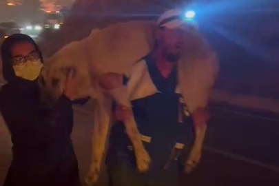 Yangın bölgesindeki hayvanlar için seferberlik başladı