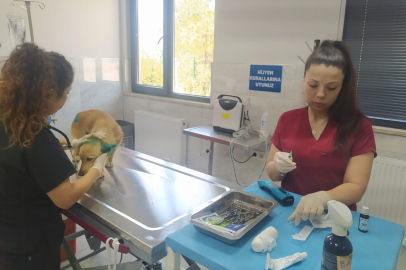 Belediyeler yangın mağduru hayvanlara kucak açtı