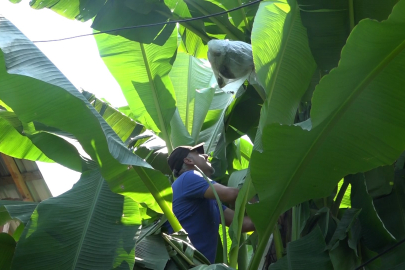 Rizeli vatandaşın inadı görenleri şaşırttı! 2 yıldır deniyor