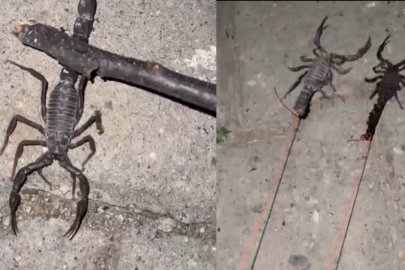 Batman’da köyü akrepler bastı; köylüler tedirgin