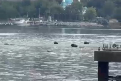 Yağmur sonrası Gemlik körfezi çöplüğe döndü