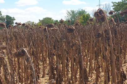 Kuraklık ayçiçeğini vurdu