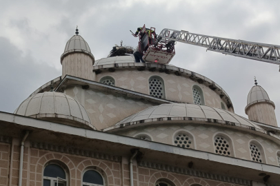Cami kubbesinde mahsur kalan leyleği itfaiye kurtardı