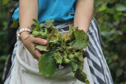 Yeşil altın fındıkta hasat başladı