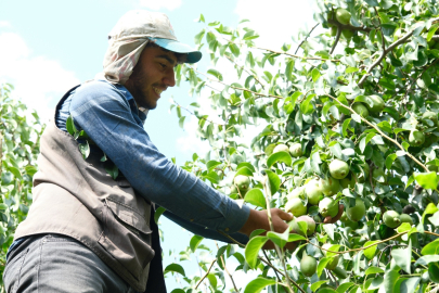 Avrupa armudu İtalya'dan değil Bursa'dan yiyor