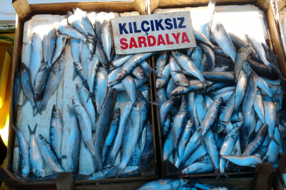 Sardalya yaşlanmayı geciktiriyor