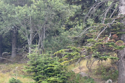 Uludağ 10 dakikalık yaz yağmuruyla serinledi