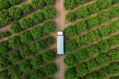 Limonda fiyatı düşürecek hasat başladı