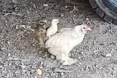 Anne sırtında keyifli gezinti