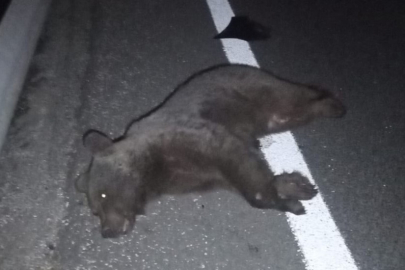 Otomobilin çarptığı yavru ayı telef oldu