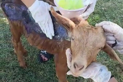 Çanakkale'de orman yangınında yaralanan keçi Bursa’da tedavi edildi