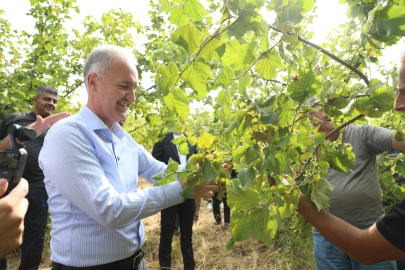 İnegöl fındığında hasat zamanı