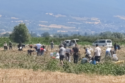 Çiftçi satmadı, ücretsiz dağıttı