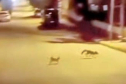 Kedi tarafından saldırıya uğrayan tilki çareyi kaçmakla buldu