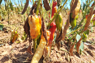 Aşırı sıcaklar tarladaki biberi yaktı