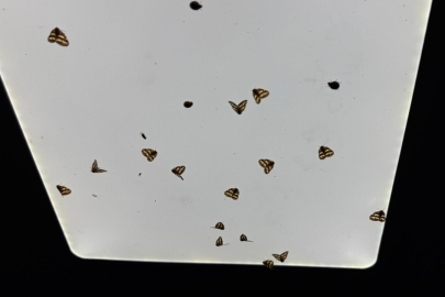 Bitkilerden sonra evleri de sardılar: Vampir Kelebek istilası