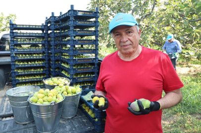 Nilüfer’de incir hasadı başladı