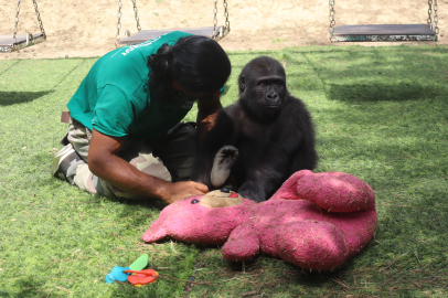 Goril Zeytin evine dönmek için gün sayıyor