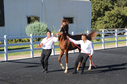 TİGEM'in 58 tayı 25 milyon liraya satıldı