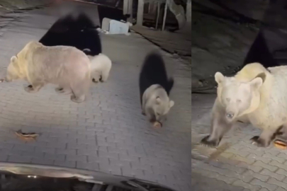 Her an karşınıza ayı çıkabilir