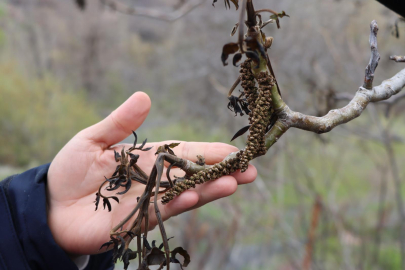 Ediz Ün: “Yaz sıcağında çiftçiye bir donda AKP vurdu”