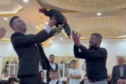 Düğünde damada 250 bin TL değerinde Hint horozu hediye edildi