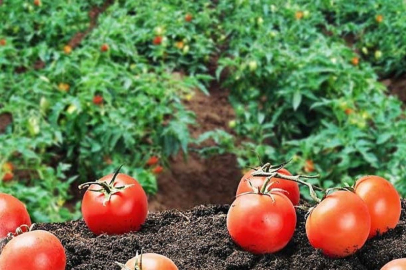 Kendi hammaddesini üretecek