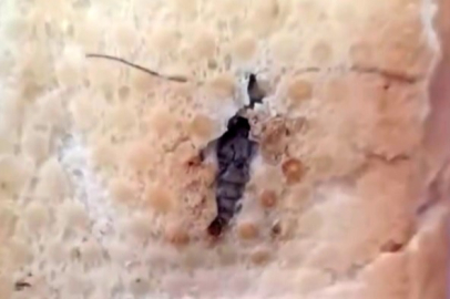 Ekmeğin içinden böcek çıktı