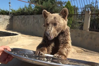 Mide rahatsızlığı nedeniyle tomografi cihazına giren ayı Okan sağlığına kavuştu