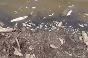 Bursa'da acı tablo, yüzlerce balık kıyıya vurdu