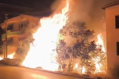 Bursa'da alev alan ağaçlar villaları böyle tehdit etti