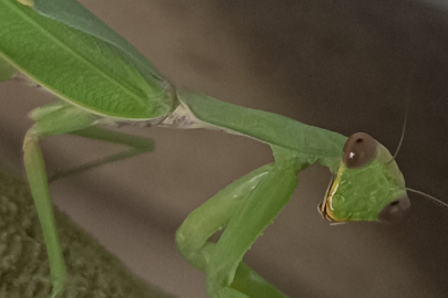 Çiftçi dostu, Peygamberdevesi 5 santimetre boyunda