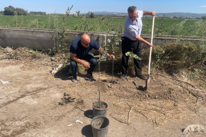 Orman yangınlarında kaybedilen her ağaç yerine 10 fidan