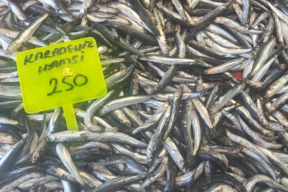 Sezonun ilk hamsisi tezgahlarda