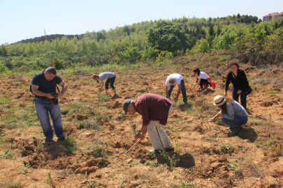Yanan alanlarda fidan dikiminde acele edilmemeli