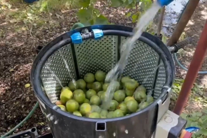 Dünyaca ünlü tescilli Adilcevaz cevizi hasadı başladı