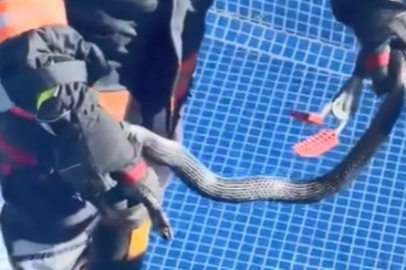 Boş havuzda 1,5 metrelik yılan! Site sakinleri panik yaşadı