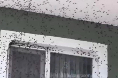 Bölgenin kabusu oldu, evleri istila etti