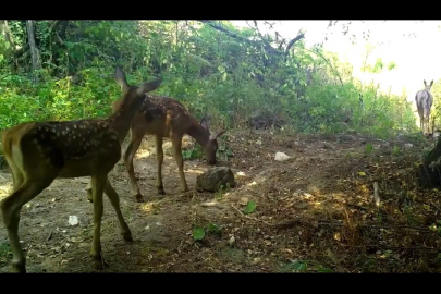 Uludağ'da kızıl geyik ailesi görüntülendi