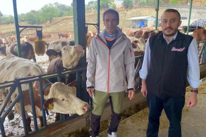 Yapay zeka süt hayvancılığında çığır açtı