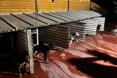 Köpeklere eziyet eden şahıs hakkında Emniyet harekete geçti