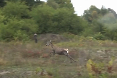 3 kızıl geyik, doğal yaşam alanın salındı!